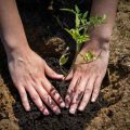 Why Is Soil Acidity Associated With Nutrient Depletion?