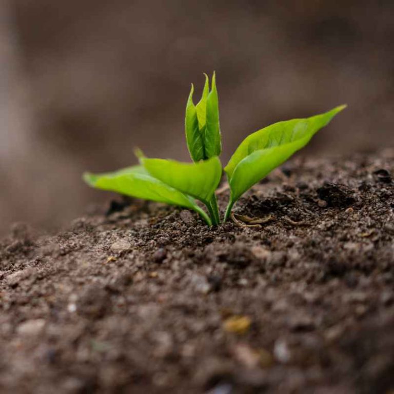 Why Soils Rich in Organic Matter May Still Not Be Fertile