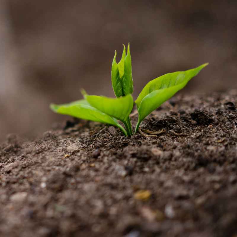 Why Soils Rich in Organic Matter May Still Not Be Fertile