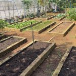 Will Hardware Cloth Contaminate Soil in Vegetable Gardens