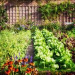 8 Amazing Benefits of Vegetable Gardening for You