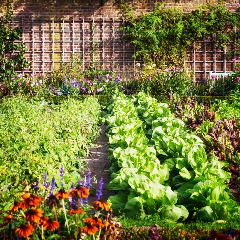 8 Amazing Benefits of Vegetable Gardening for You