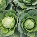Are Railroad Ties Safe for Vegetable Gardens?