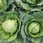 Are Railroad Ties Safe for Vegetable Gardens?