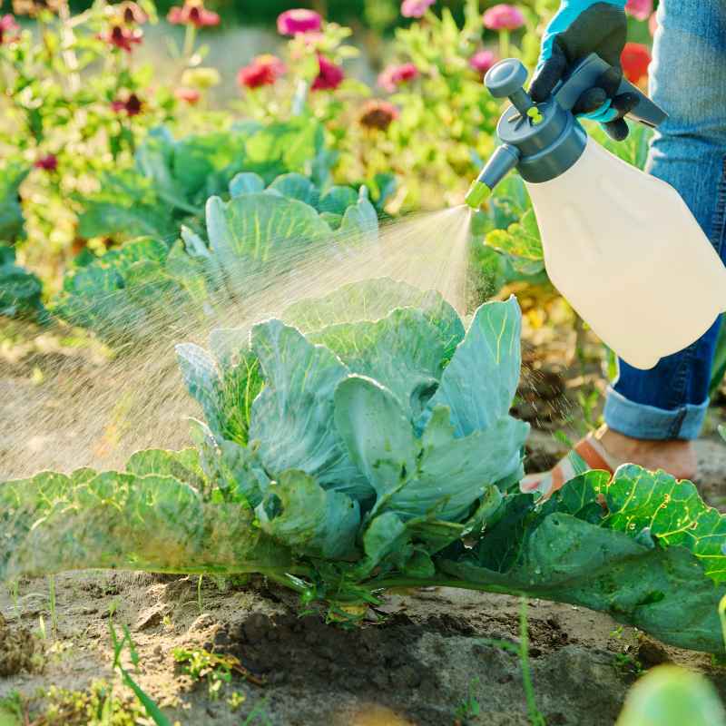Best Bug Sprays for Vegetable Gardens