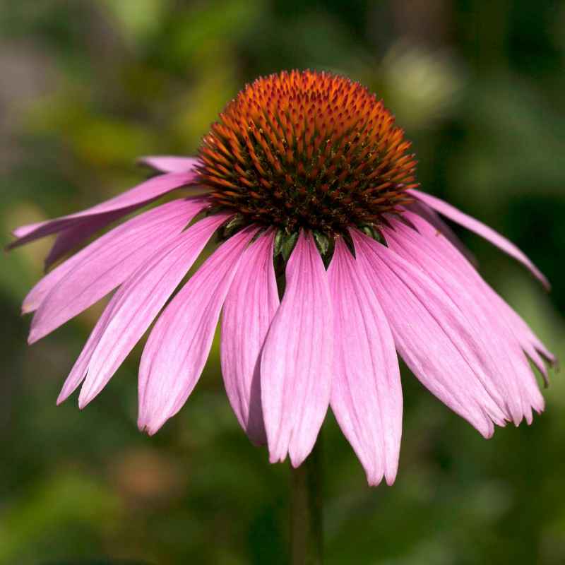 Can You Plant Coneflower Seeds in the Fall?