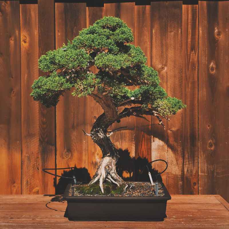 Common Mistakes to Avoid When Buying Bonsai in Bulk