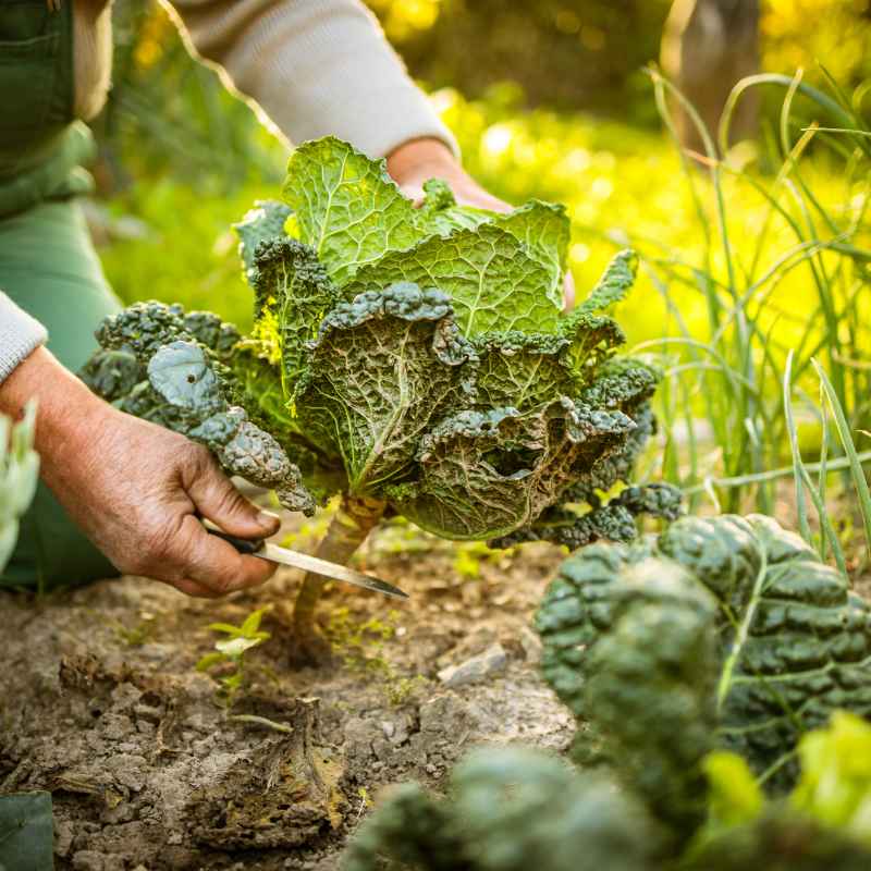 Expert Gardener Organics