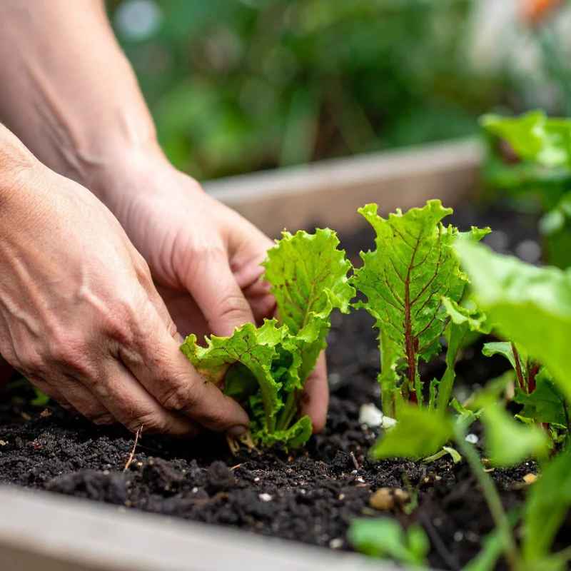 Grow a Garden