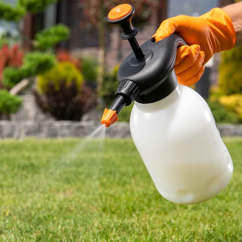 Homemade Pesticides for Vegetable Gardens