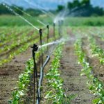 How Many Gallons Per Hour for Drip Irrigation on Tomatoes