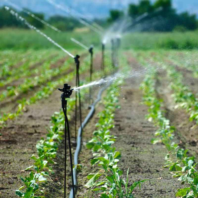 How Many Gallons Per Hour for Drip Irrigation on Tomatoes