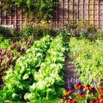 How Much Ironite to Use in Vegetable Gardens