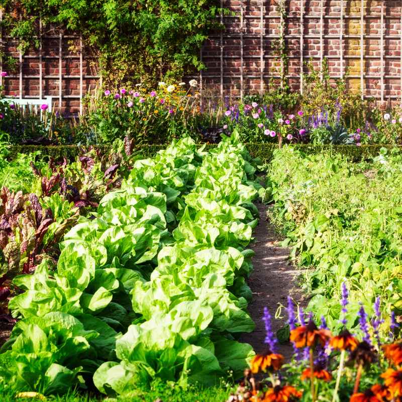 How Much Ironite to Use in Vegetable Gardens