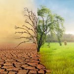 How Plants Respond to Seasonal Sunlight Changes