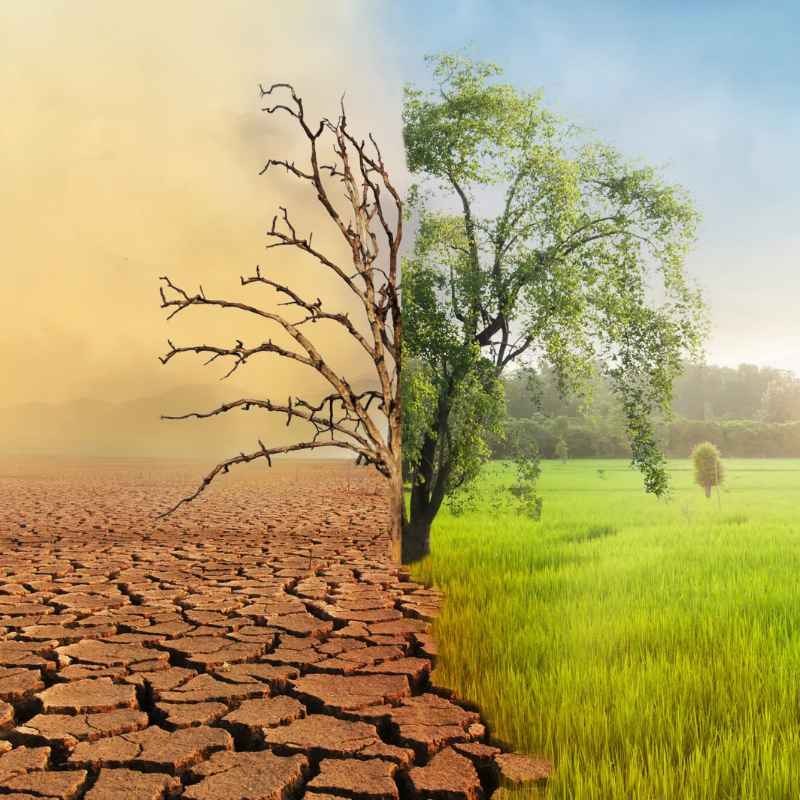 How Plants Respond to Seasonal Sunlight Changes
