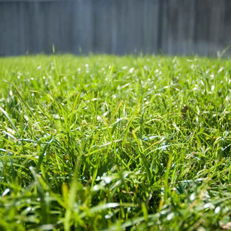 When to Plant Bermuda Seed