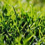 How to Plant Bermuda Seed on Existing Lawn