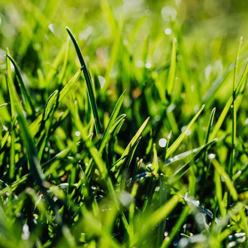 How to Plant Bermuda Seed on Existing Lawn