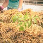 How to Plant Seeds in Straw Bale Gardens