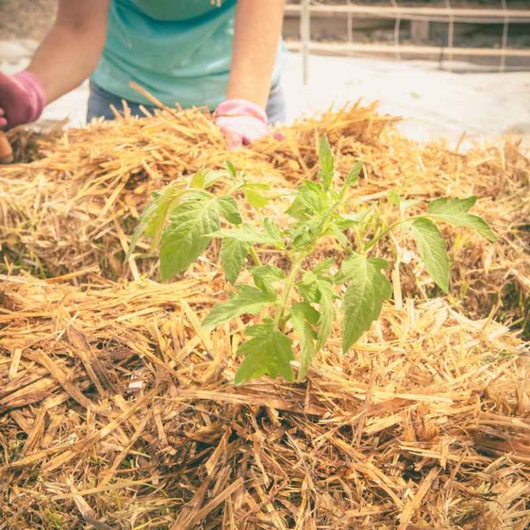 How to Plant Seeds in Straw Bale Gardens