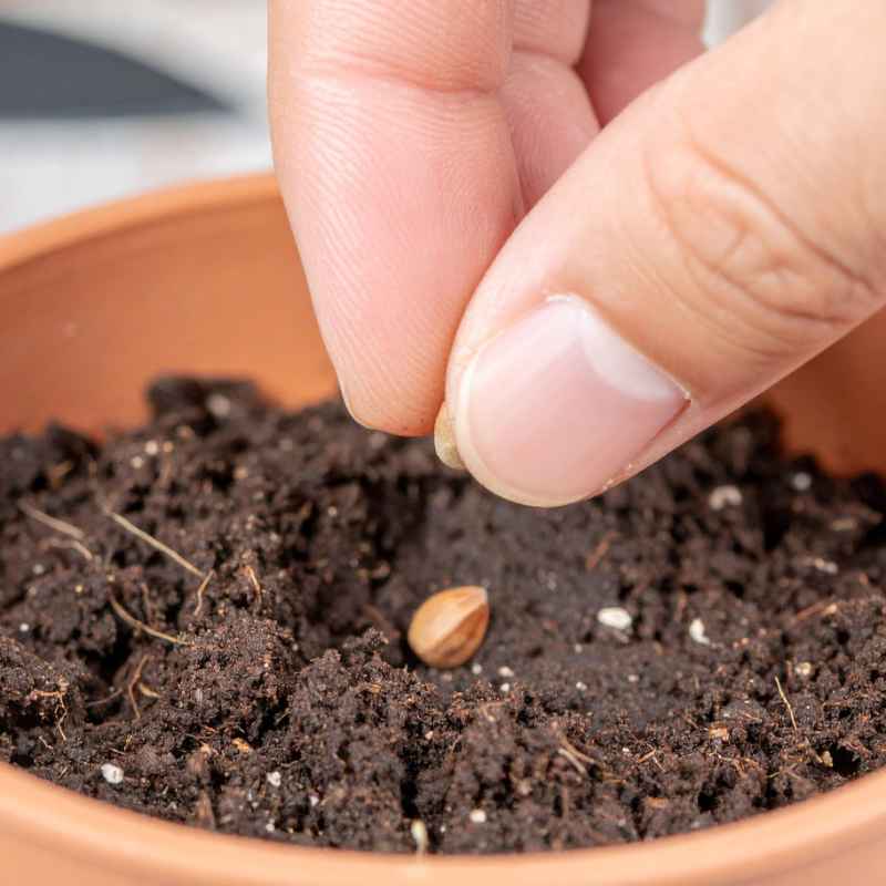 How to Plant a Seed Step-by-Step