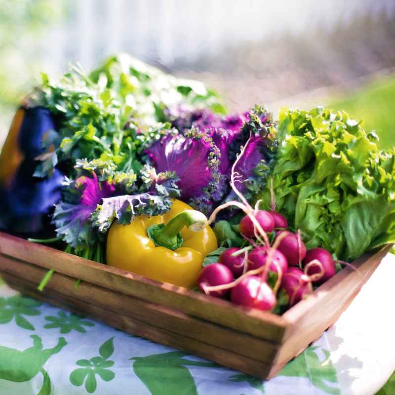 How to Start Vegetable Gardens Indoors Early