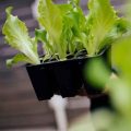 How to Use Kefir Whey in Vegetable Gardening