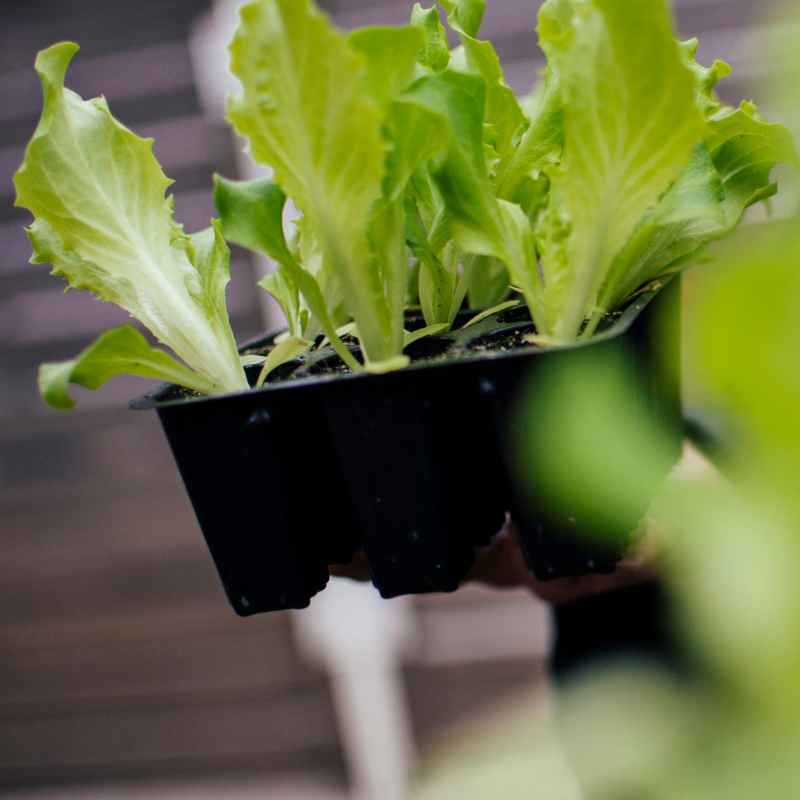 How to Use Kefir Whey in Vegetable Gardening