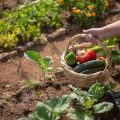 Is Critter Ridder Safe for Vegetable Gardens
