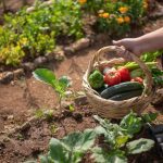 Is Critter Ridder Safe for Vegetable Gardens
