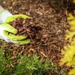 Is Redwood Mulch Good for Vegetable Gardens?