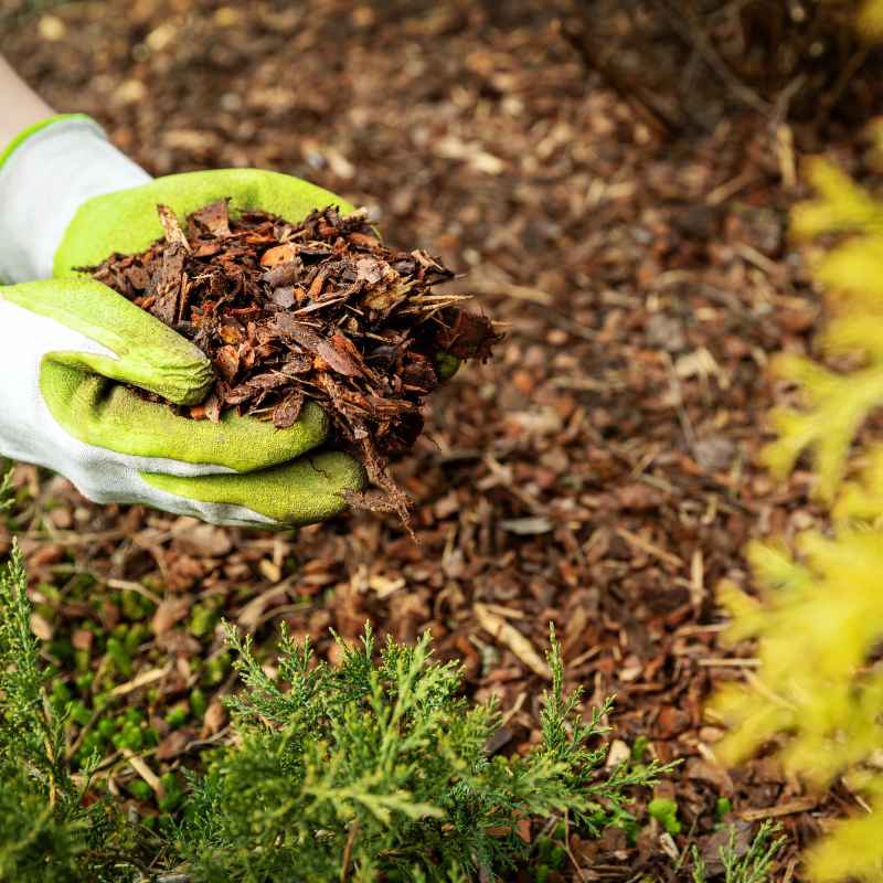 Is Redwood Mulch Good for Vegetable Gardens?