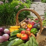 Is Rubber Mulch Safe for Vegetable Gardens