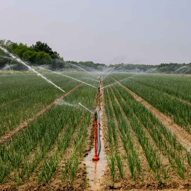 Standard Flow Rates for Drip Irrigation on Tomatoes