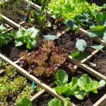 Vegetable Gardening Container Sizes