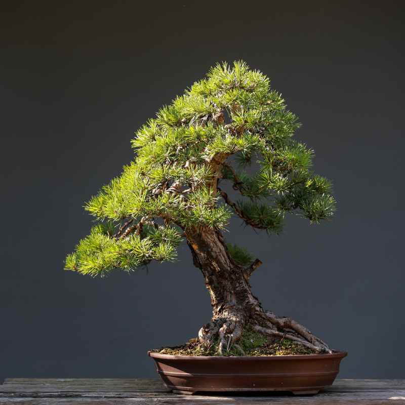 What Is a Nana Juniper Bonsai Tree?