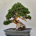 What Is the Difference Between a Tree and a Bonsai?