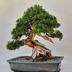 What Is the Difference Between a Tree and a Bonsai?
