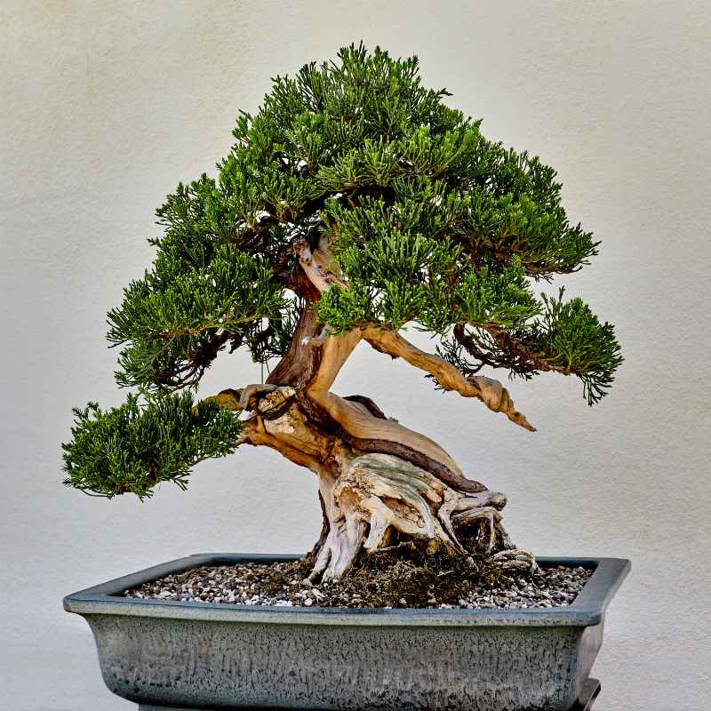 What Is the Difference Between a Tree and a Bonsai?
