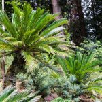 What Kind of Soil Does a Sago Palm Bonsai Really Need?