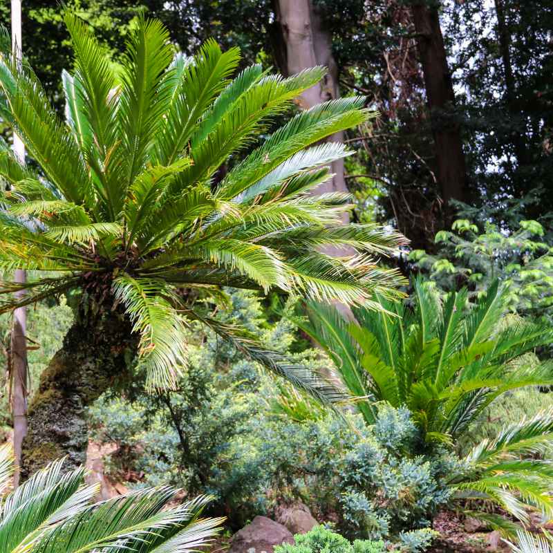 What Kind of Soil Does a Sago Palm Bonsai Really Need?