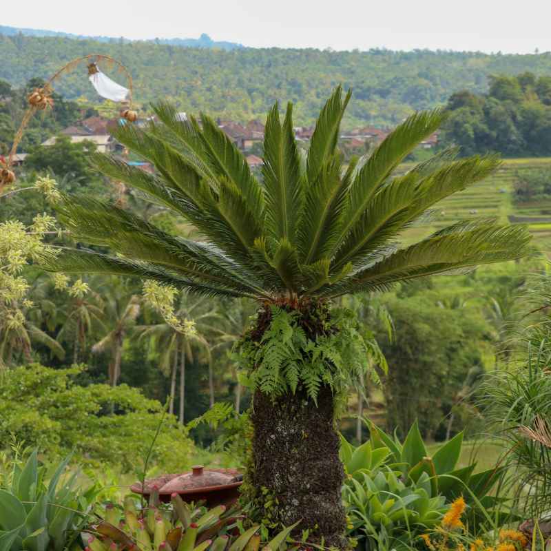 What Kind of Soil Does a Sago Palm Bonsai Really Need?