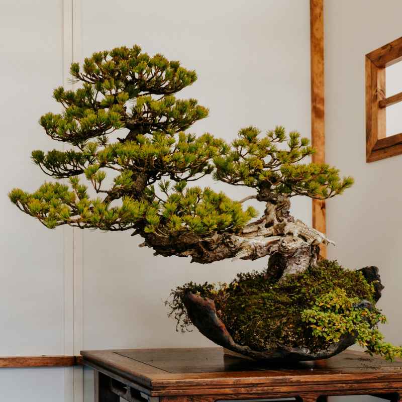 Tools You Need for the First Pruning
