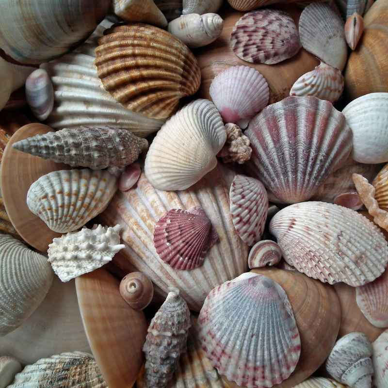 What are Crushed Shells for Landscaping?