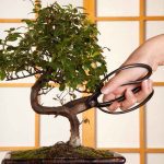 When to Make the First Pruning on a Redwood Bonsai Tree