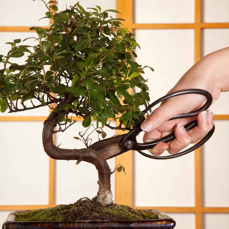 When to Make the First Pruning on a Redwood Bonsai Tree