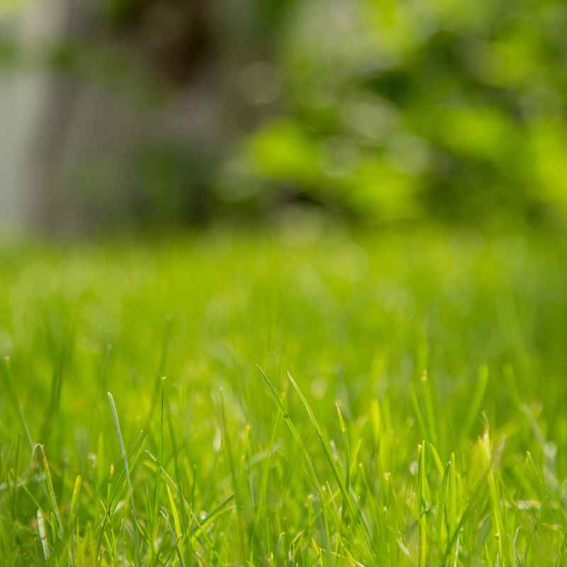 Understanding Texas's Climate for Bermuda Grass