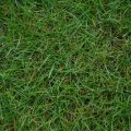 When to Plant Bermuda Grass Seed in Texas
