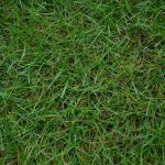 When to Plant Bermuda Grass Seed in Texas